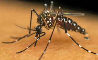 SES-TO alinha estratégias com profissionais para campanha de vacinação contra a dengue no Tocantins