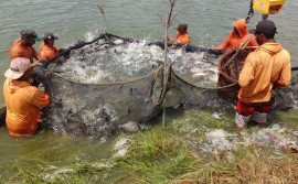 Governo do Tocantins impulsiona piscicultura e Estado alcança 4º lugar no ranking nacional de crescimento econômico do setor