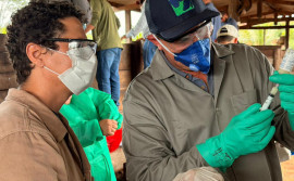 Adapec capacita produtores de Ananás e Santa Tereza sobre vacinação contra a brucelose