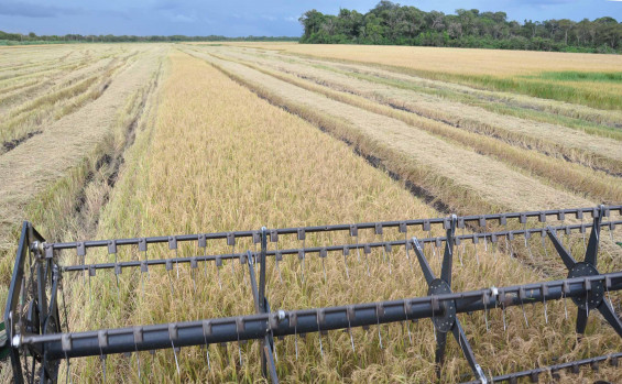 Governo do Tocantins investe em tecnologia e produtividade e mantém liderança na produção de arroz na Região Norte
