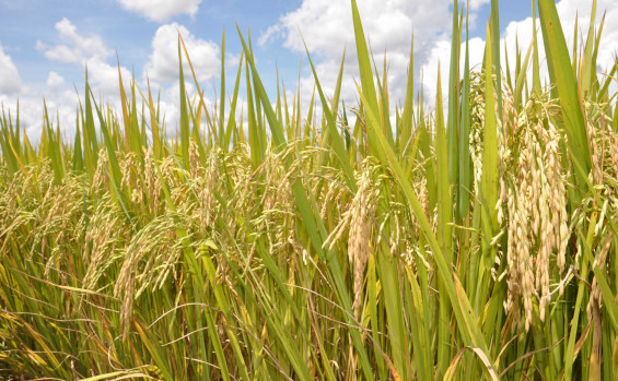 Governo do Tocantins investe em tecnologia e produtividade e mantém liderança na produção de arroz na Região Norte