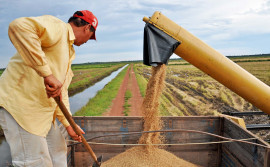 Governo do Tocantins investe em tecnologia e produtividade e mantém liderança na produção de arroz na Região Norte