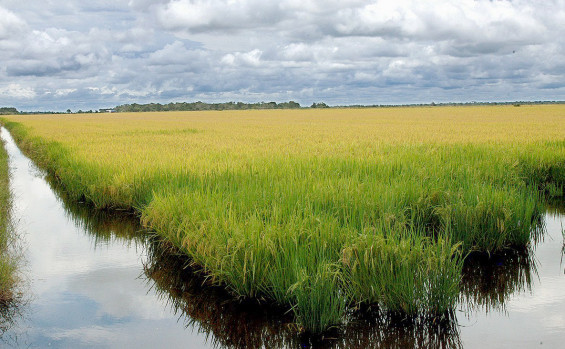 Governo do Tocantins investe em tecnologia e produtividade e mantém liderança na produção de arroz na Região Norte