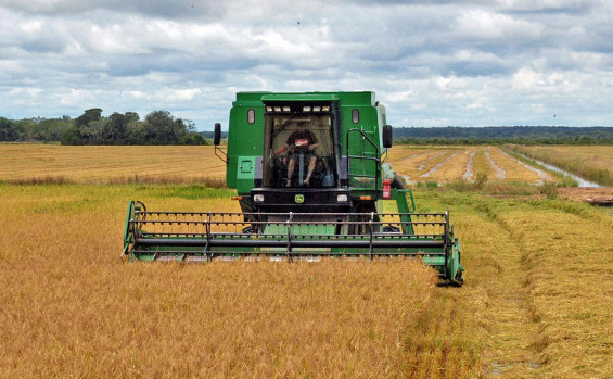 Governo do Tocantins investe em tecnologia e produtividade e mantém liderança na produção de arroz na Região Norte