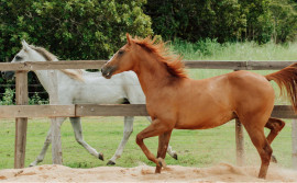 Adapec suspende temporariamente exigência de vacina contra influenza equina no Tocantins após recomendação do Ministério da Agricultura