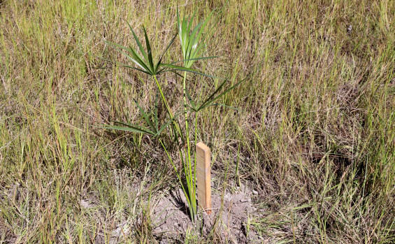 Com mais de 10 mil mudas plantadas, Governo do Tocantins avança na recuperação de nascentes com o projeto Plantando Água