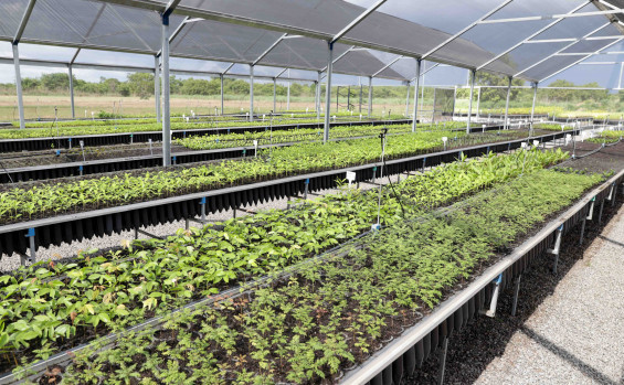 Com mais de 10 mil mudas plantadas, Governo do Tocantins avança na recuperação de nascentes com o projeto Plantando Água