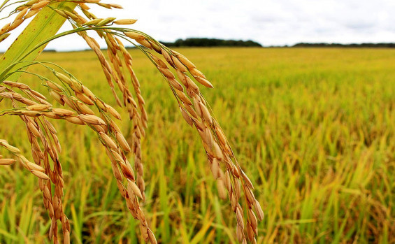 Tocantins registra o segundo maior crescimento econômico do Brasil nos últimos 30 anos