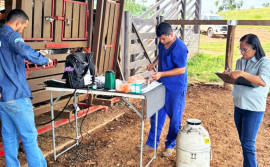 Em Colmeia, Governo do Tocantins impulsiona produção leiteira com transferência de embriões 

