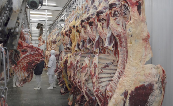 Rebanho bovino do Tocantins é o sexto que mais cresceu no Brasil, com 39,2%