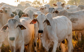 Rebanho bovino do Tocantins é o sexto que mais cresceu no Brasil, com 39,2%