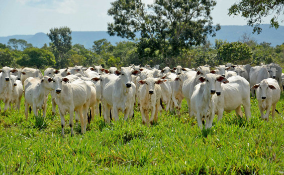 Rebanho bovino do Tocantins é o sexto que mais cresceu no Brasil, com 39,2%