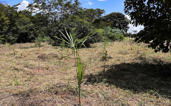 Semana da Água inicia com apresentação do projeto Plantando Água e ações de preservação de nascentes