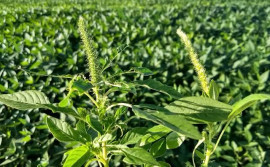 Adapec alerta produtores e reforça medidas preventivas contra praga que ameaça lavouras