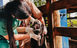 Com vigilância ativa contra febre aftosa em bovinos, Governo do Tocantins assegura sanidade e mercados para a carne tocantinense