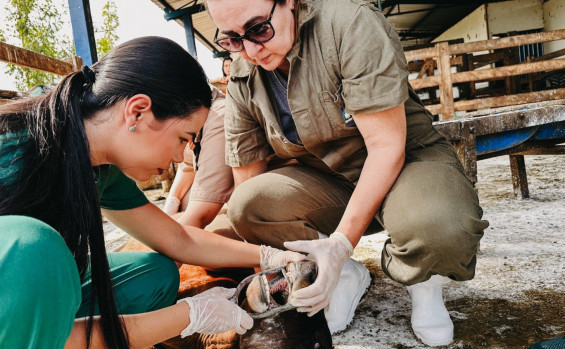 Com vigilância ativa contra febre aftosa em bovinos, Governo do Tocantins assegura sanidade e mercados para a carne tocantinense