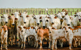 Adapec realiza primeiro curso técnico sobre rastreabilidade bovina no Tocantins