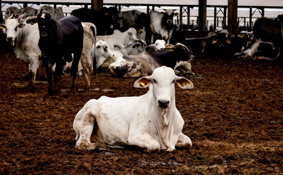 Tocantins avança na rastreabilidade bovina com capacitação técnica para servidores da Adapec