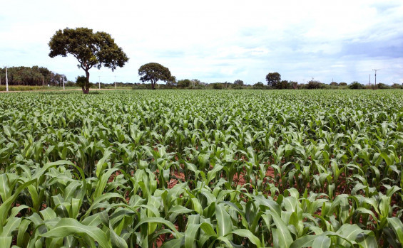 Governo do Tocantins intensifica preparativos da Agrotins 2026 com foco em inovação tecnológica e novas culturas agrícolas