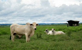 Governo do Tocantins reforça orientações sobre regras sanitárias para garantir exportação de carne ao Chile