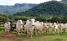 Governo do Tocantins avança na rastreabilidade bovina e inicia projetos-piloto em propriedades rurais
