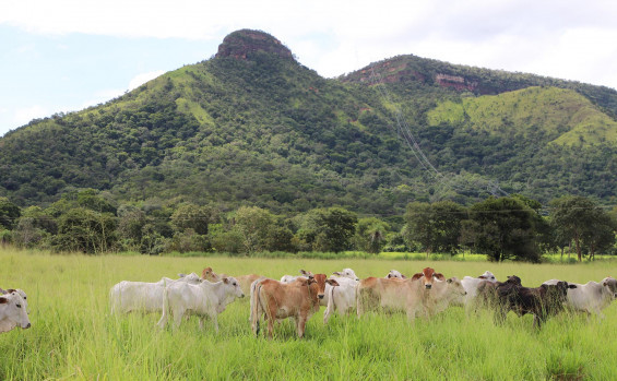 Governo do Tocantins avança na rastreabilidade bovina e inicia projetos-piloto em propriedades rurais