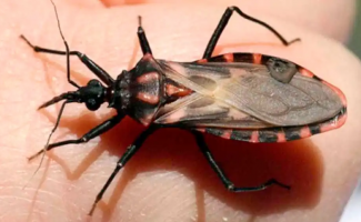 SES-TO chama atenção para o Dia Mundial da Doença de Chagas

