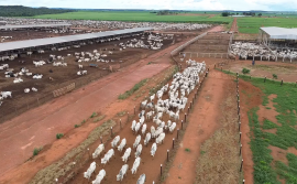 Governo do Tocantins inicia campanha obrigatória de declaração pecuária em 1º de maio