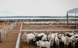 Governo do Tocantins redefine calendário da Declaração de Informações Pecuárias para garantir mais eficiência no atendimento