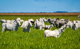 Agronegócio responde por 99% das exportações do Tocantins e consolida estado como referência produtiva na Região Norte