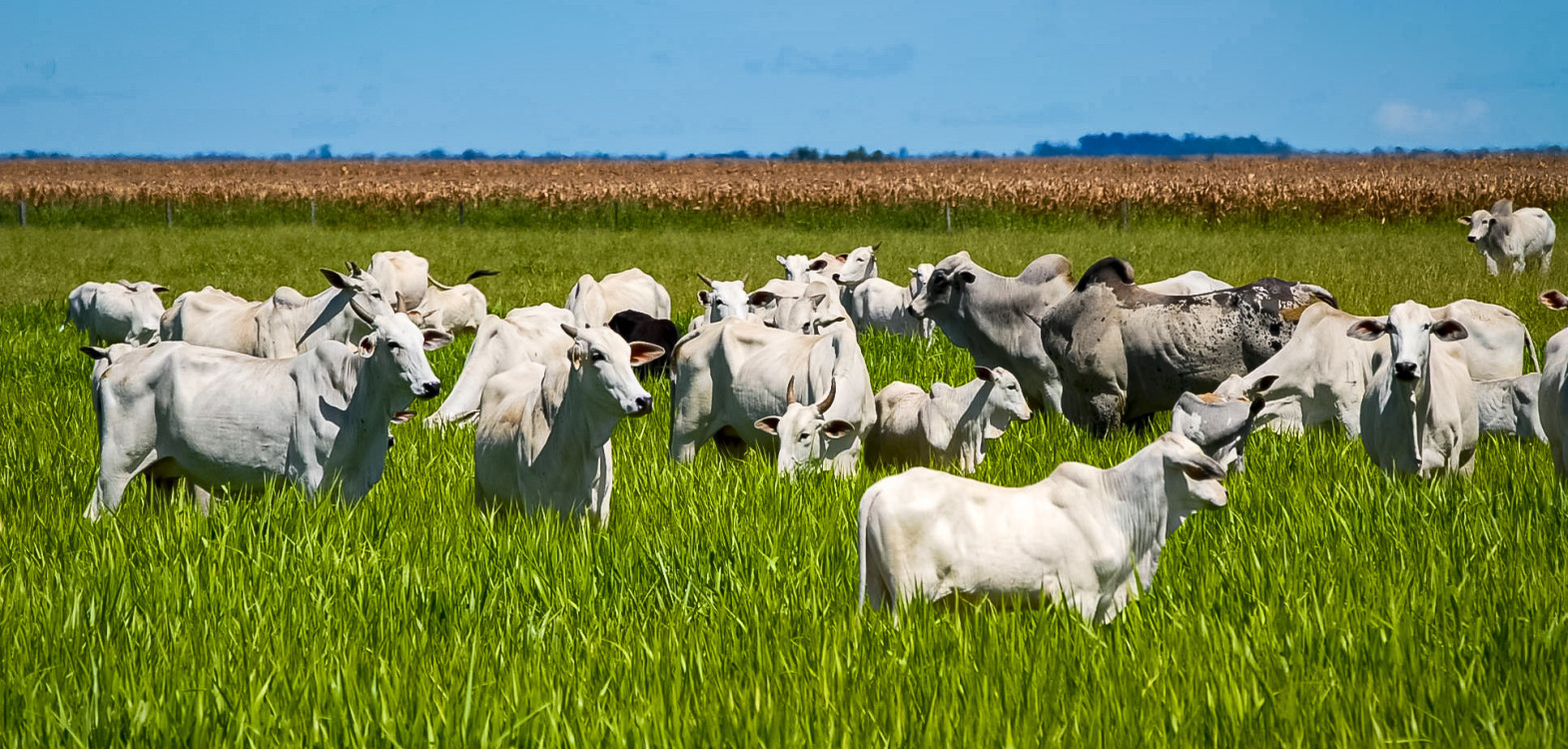 Produção de grãos no Tocantins se aproxima de 9 milhões de toneladas, com destaque para soja e milho; sistema de Integração Lavoura-Pecuária-Floresta reforça o modelo de produção sustentável no estado