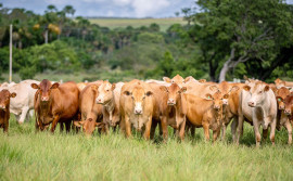 Pela primeira vez na Agrotins, raça Caracu Mocha é apresentada como alternativa para pecuária de corte