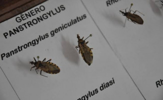  Visando controle da doença de Chagas, profissionais da região Norte se reúnem no Tocantins