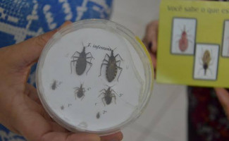 Conferência atualiza médicos da rede pública sobre vigilância e controle da doença de Chagas