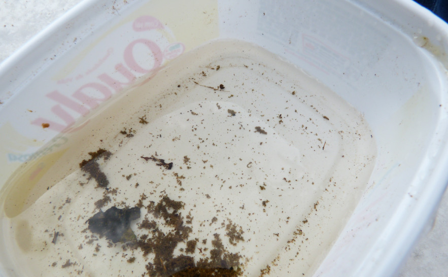 Água parada é ambiente propício para criadouro do mosquito 