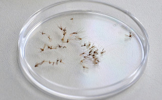 Doença de Chagas e Leishmaniose são temas de Oficina Anual 