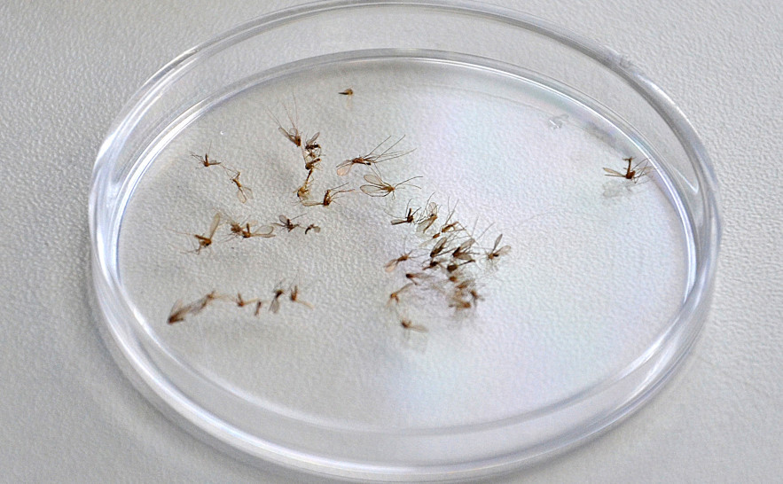 Mosquito palha usa material orgânico em decomposição para colocar ovos 