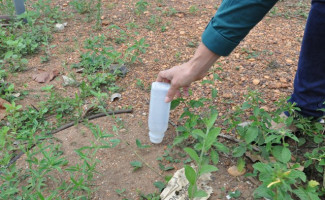 Unidades hospitalares farão ações de combate ao Aedes aegypti