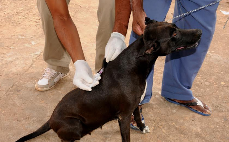 Em todo o Tocantins, a expectativa é de que a campanha imunize 288.519 animais 