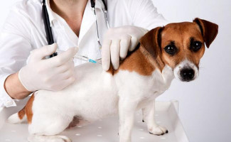 Dia D de vacinação antirrábica acontece neste sábado