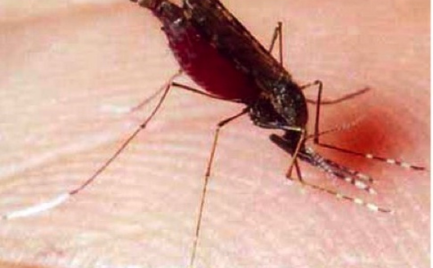 Anopheles sp. - Mosquito transmissor da malária.jpg