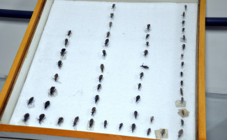 Saúde alerta sobre os cuidados com a doença de chagas
