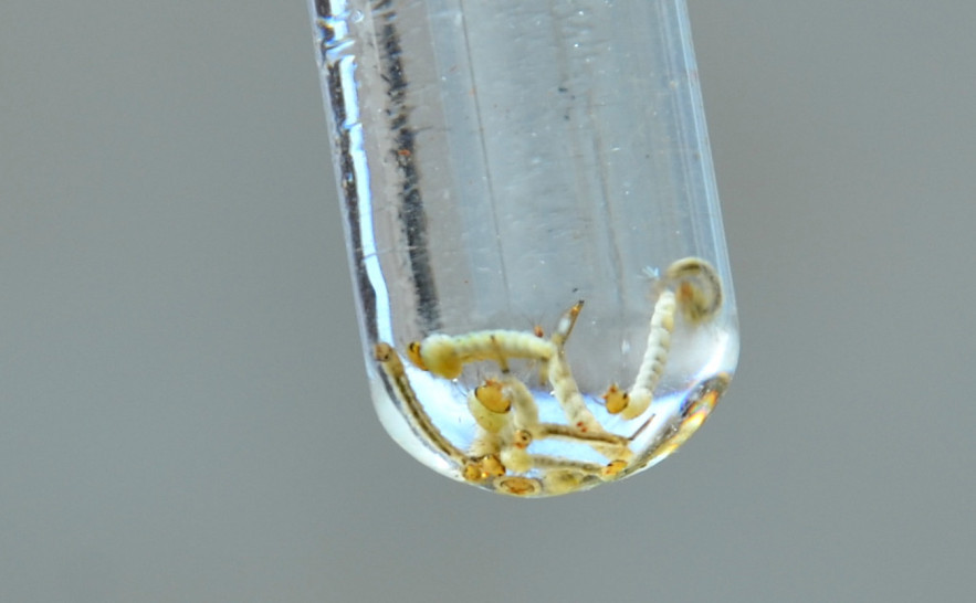 Aedes - Dengue - Nielcem Fernandes (73).JPG