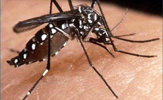 O que você precisa saber para se prevenir da dengue, zika e chikungunya 