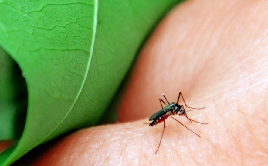 Tocantins lidera ranking nacional de casos prováveis de dengue 
