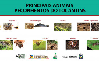 Secretaria da Saúde orienta sobre acidentes com animais peçonhentos
