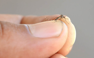 Saúde mobiliza população para a Semana Estadual de combate ao Aedes