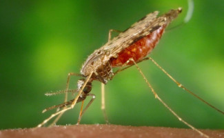 Dia Mundial de Combate à Malária chama atenção para prevenção e vigilância